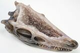 Carved, Amethyst Crystal Geode Dinosaur Skull - Roar! #199471-7